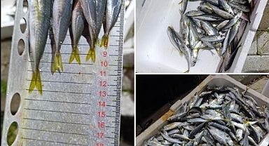 Balık Hali Denetiminde 33 Kasa İstavrite El Konuldu