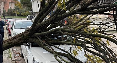 Bursa'da Ağaç Park Halindeki Araçların Üzerine Devrildi