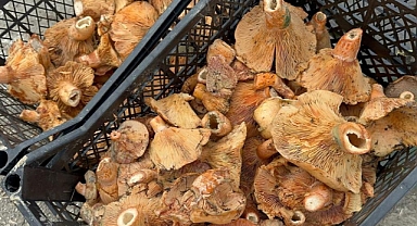 Bursa'da kanlıca mantarı bolluğu