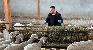 Bursa Yenişehir'de Şap Hastalığı Sonrası Üreticiler Destek Bekliyor