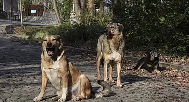 CHP'nin Sokak Köpekleri Düzenlemesine İtirazı AYM Tarafından Reddedildi