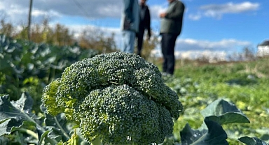 İznik'te Tarladan 5 Liraya Çıkan Brokoli, Bursa'da 70 Liraya Satılıyor