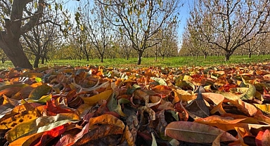 Meyvede Büyük Kayıp
