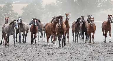TİGEM Karacabey 14 Arap Kısrağı Satışa Çıkarıyor