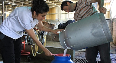 TÜSEDAD: Şap Hastalığı Süt Üreticisini Vurdu
