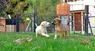 Osmangazi Belediyesi Sahipsiz Hayvanlara Umut Oluyor
