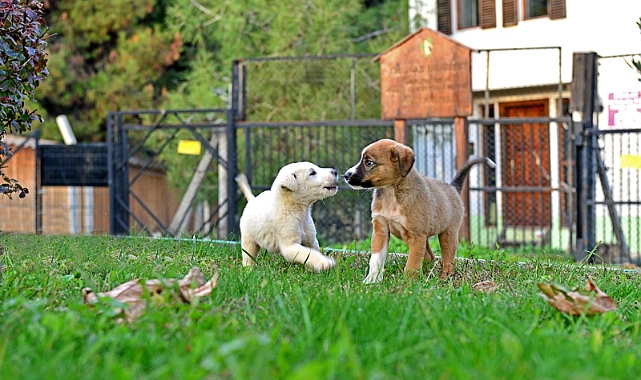 Osmangazi Belediyesi Sahipsiz Hayvanlara Umut Oluyor