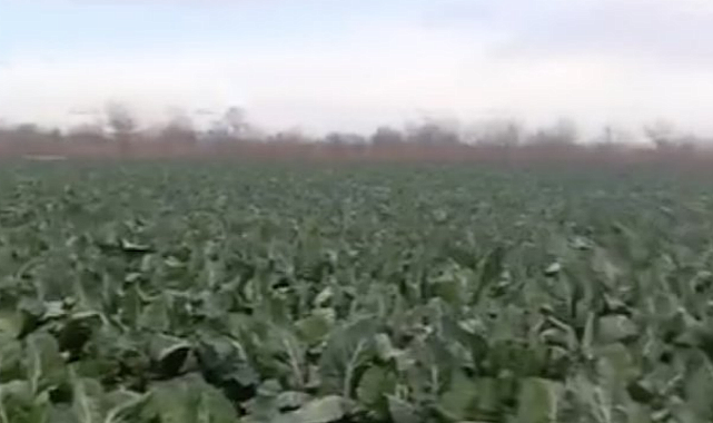 Bursa'da sağanak yağış tarımı vurdu