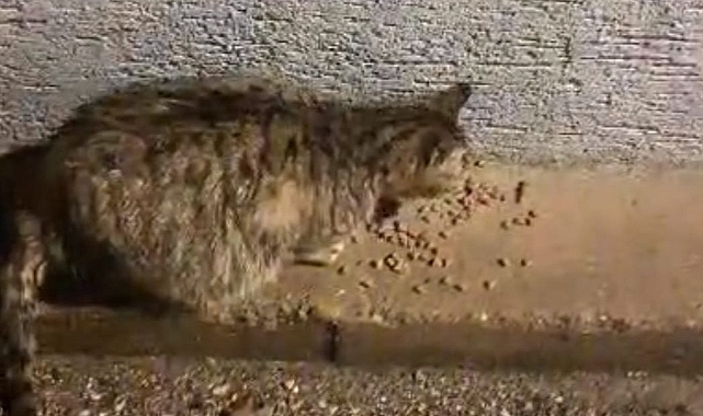 Kestel Belediyesi, Zor Durumdaki Minik Kediye Barınak Sağladı