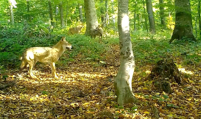 Uludağ’da Dikkat Çeken Görüntü: Kurtlar Sürü Halinde Fotokapana Yakalandı